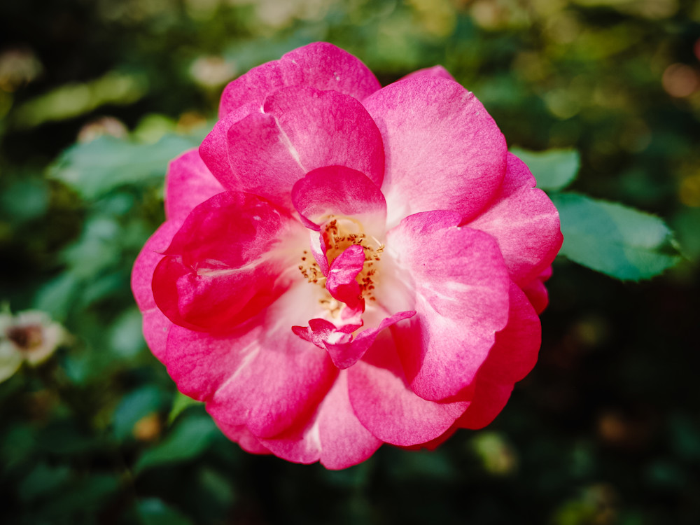 Little Rose Photography Art | Kevin Morris Photography USA