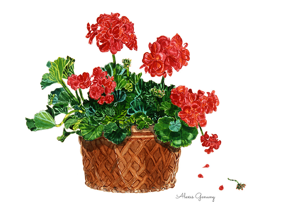 Tuscan Geraniums Art | Alexis Genung Studios