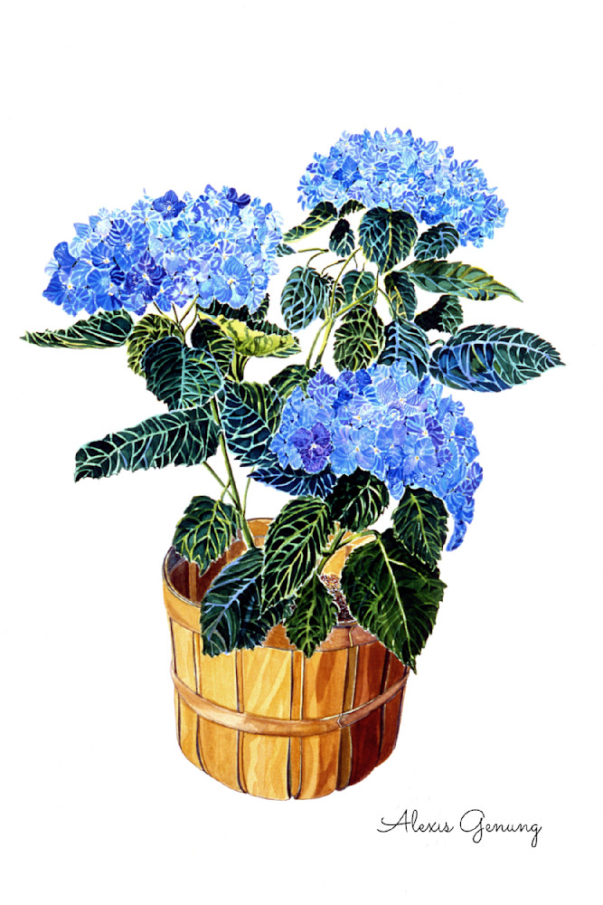 Blue Hydrangea Art | Alexis Genung Studios