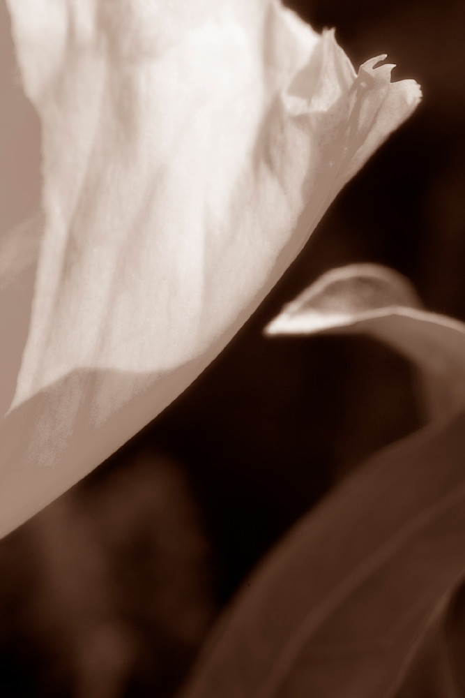 Oenothera Missouriensis Primrose