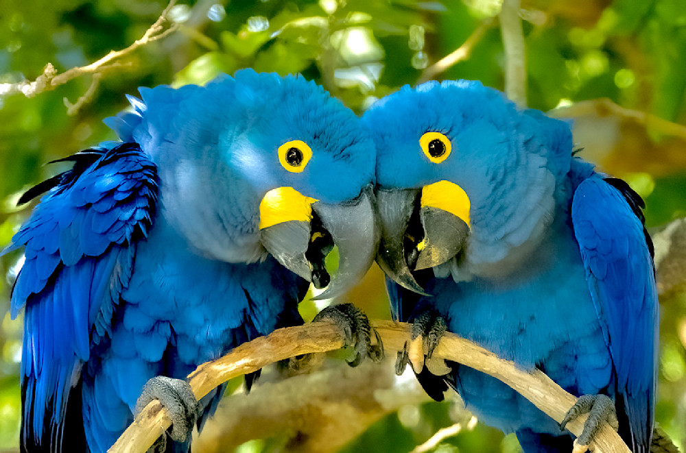 Hyacinth Macaw Couple Photography Art | Steve Wagner Photography