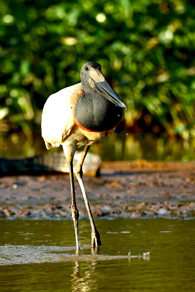 Jabiru Stork   Pantanal Brazil Photography Art | Steve Wagner Photography