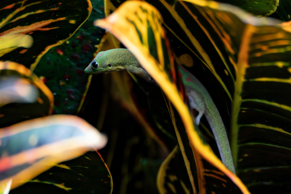 Gold Dust Gecko, Hiding Photography Art | Playful Gallery by Rob Harrison