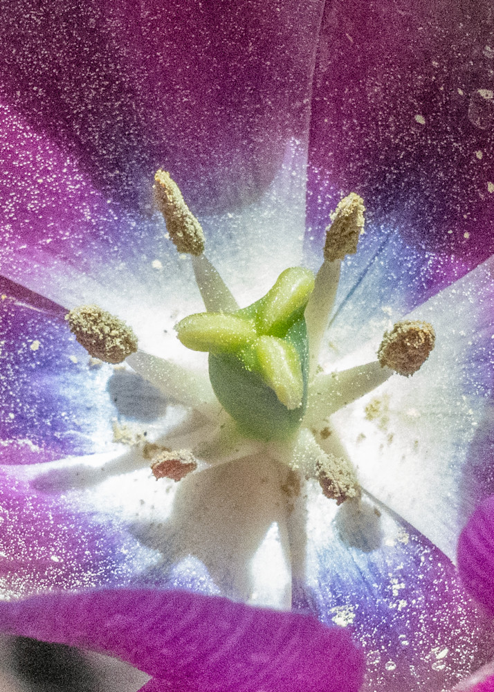 Z Purple Pollen Starburst Flower Photography Art | Billman Pix