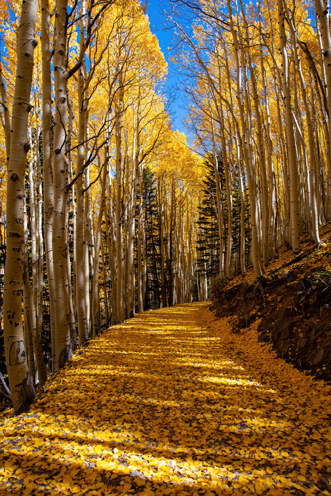 Aspen Bend Photography Art | davehatton