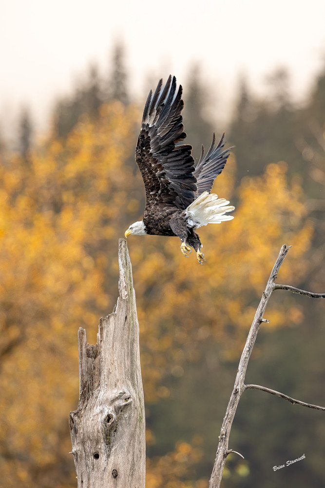 Eagle Flight Into Fall Art | Alaska Wild Bear Photography
