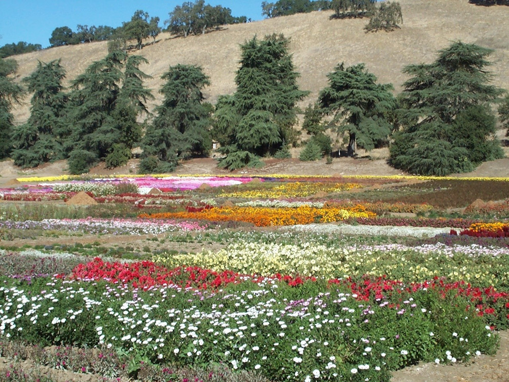 Flowers And Trees Art | Jeanie Watson