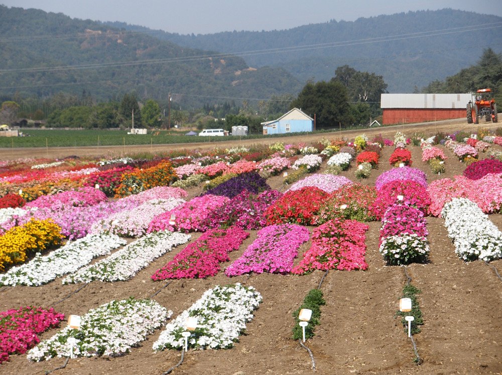 Row of Flowers