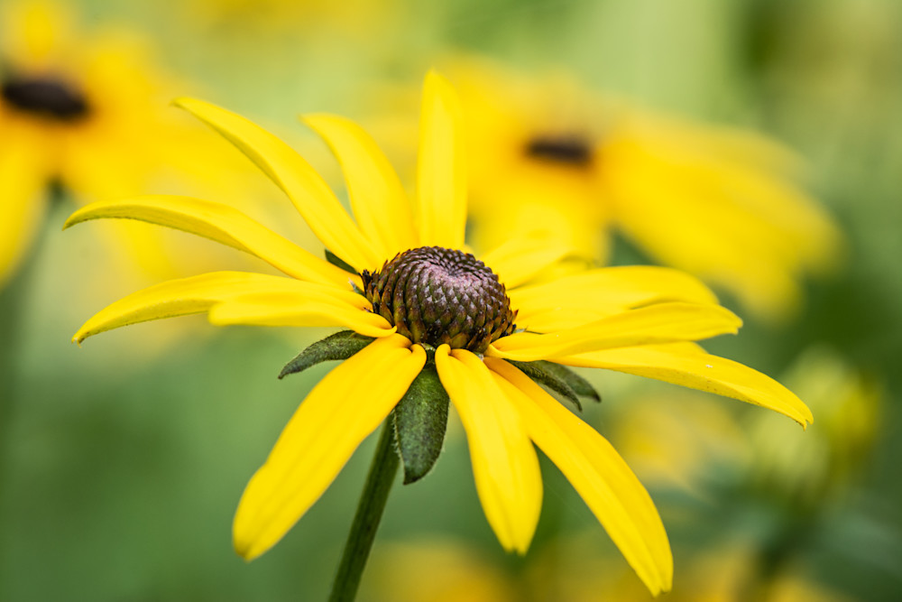 Black Eyed Susan Photography Art | Terrie Gray Photography