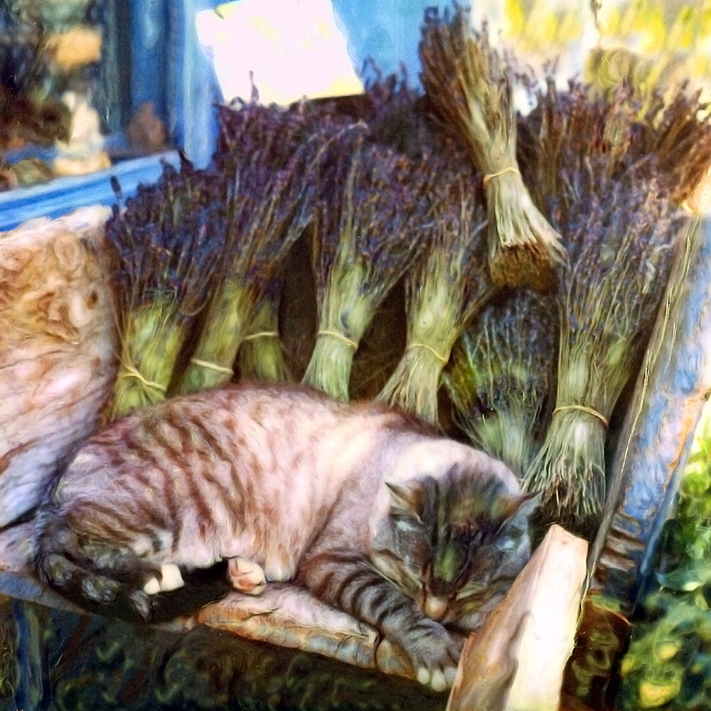 Polaroid Manipulation Provence Lavender Cat Photography Art | Europa Photogenica     Barbara van Zanten