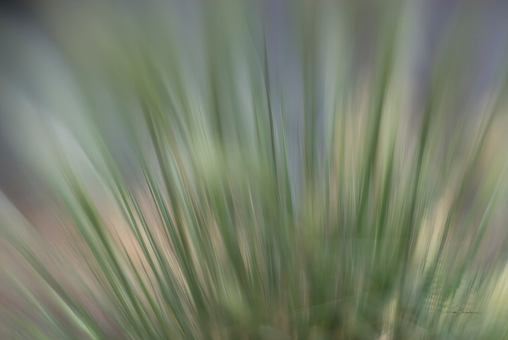 Abstract Grasses Photography Art | Niobe Burden Fine Art Photography