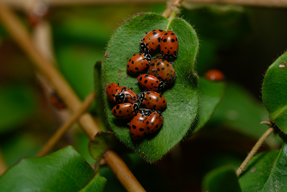 Ladybugs No. 3 Photography Art | Aaron Miller Photography 