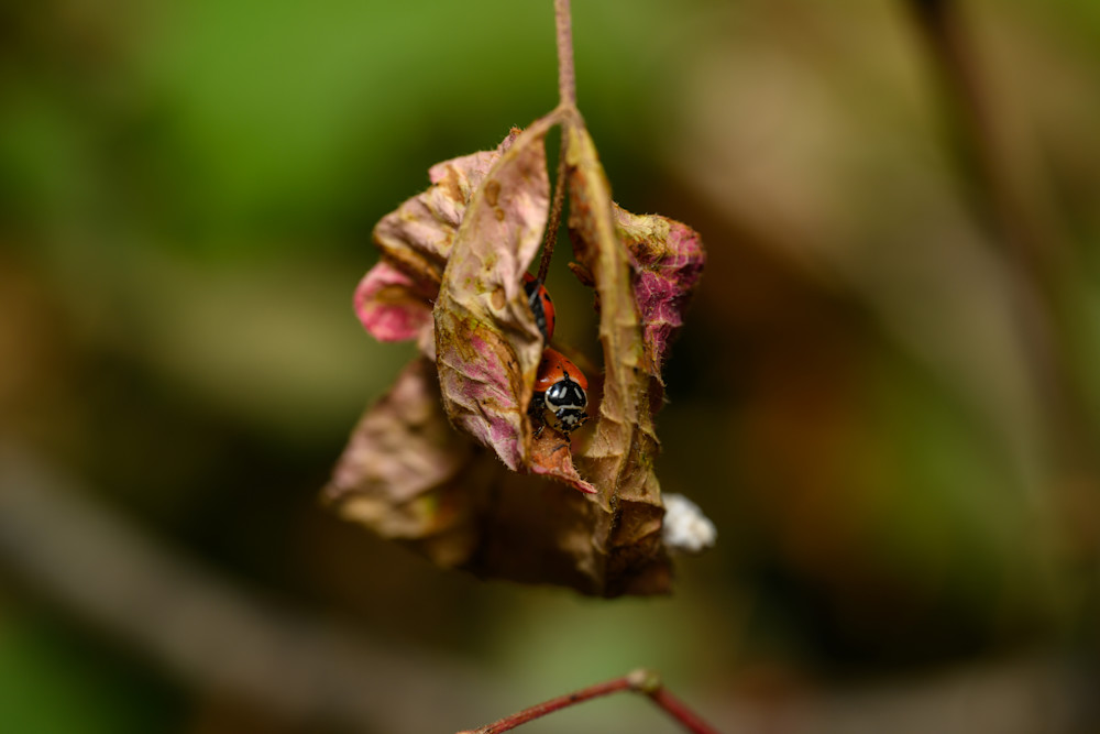 Ladybugs No. 2 Photography Art | Aaron Miller Photography 