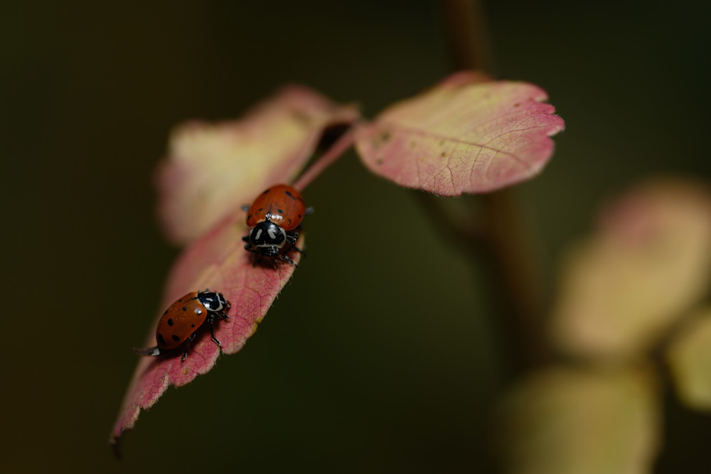 Ladybugs No. 1 Photography Art | Aaron Miller Photography 