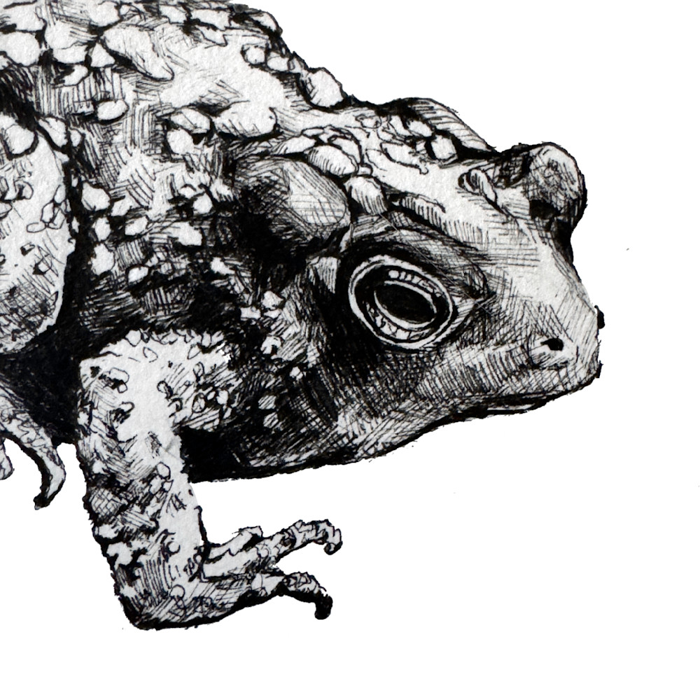 American Toad Art | Meghan Taylor Art