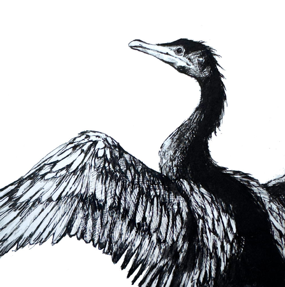 Double Crested Cormorant Art | Meghan Taylor Art