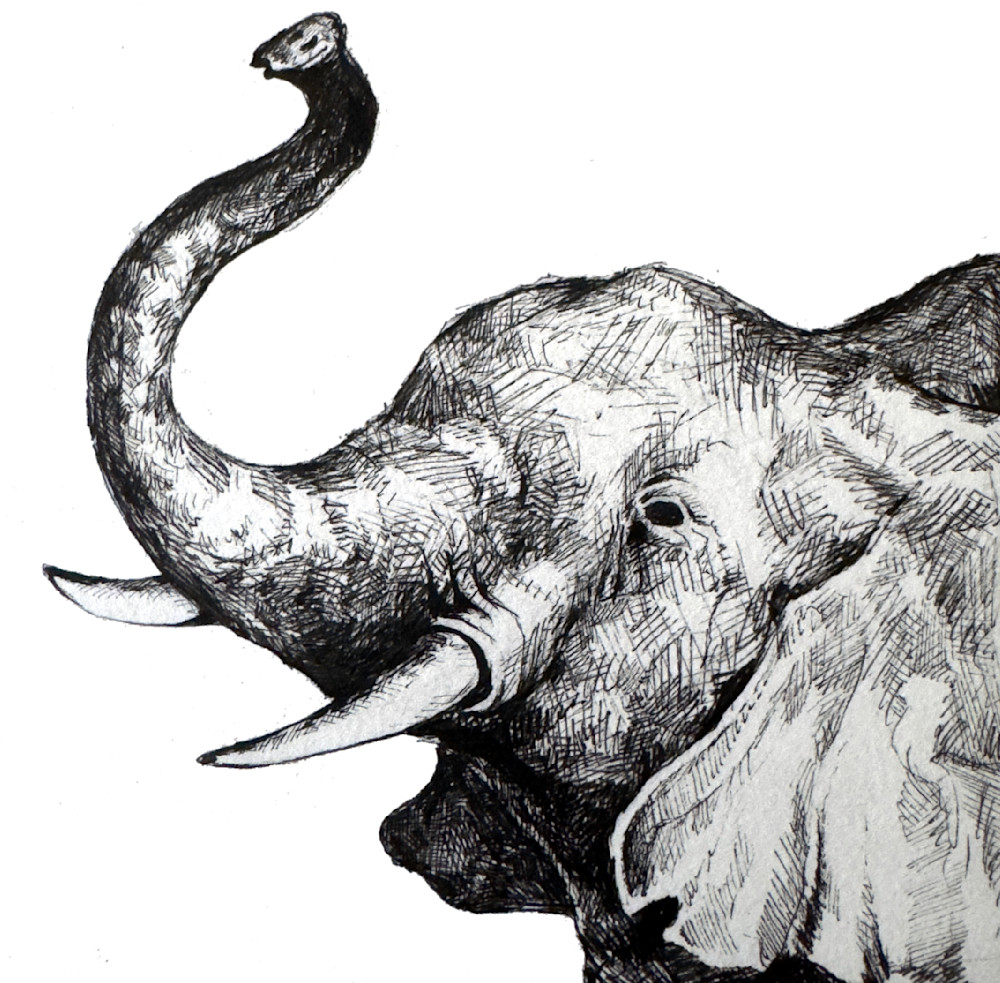 Elephant Art | Meghan Taylor Art
