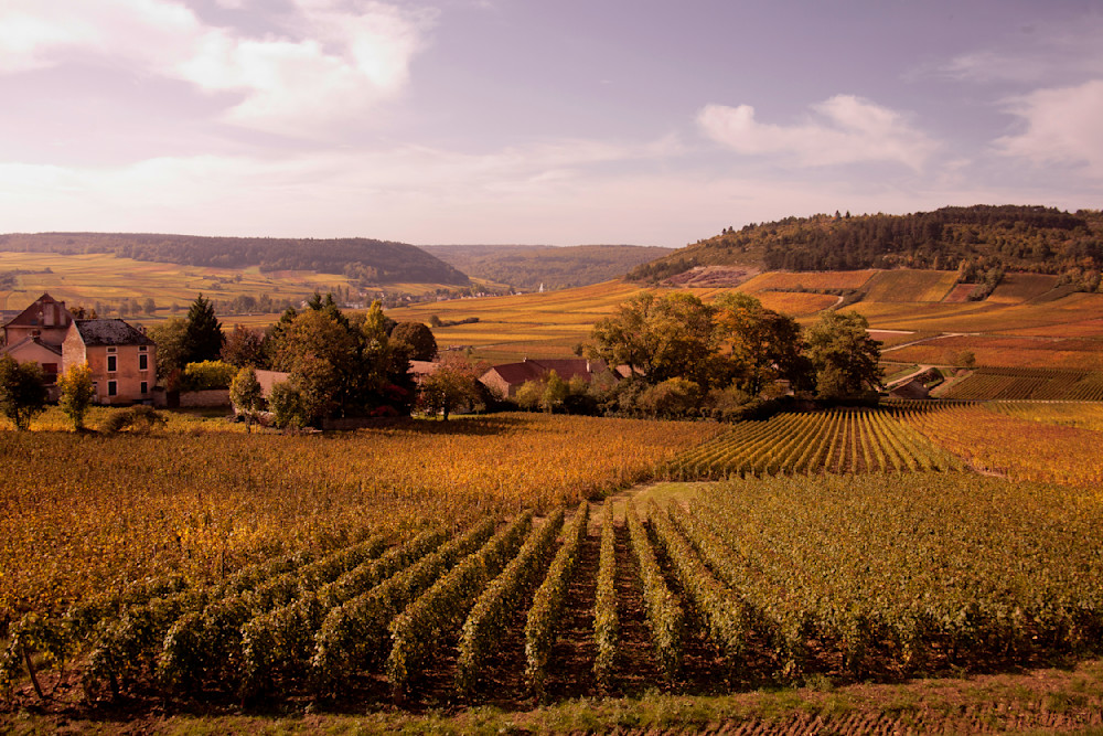 Burgundy Autumn Vineyard In The Monthelie Valley2 Photography Art | Europa Photogenica     Barbara van Zanten