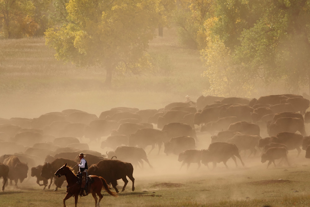 In A Cloud Of Dust   2023 Buffalo Roundup, Custer State Park Photography Art | Josh Lien (@joshlien27)