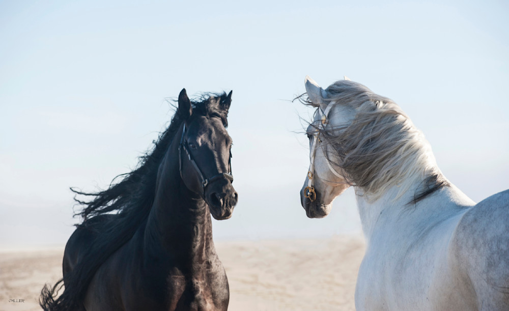 Contrasting White and Black Horses | Opposing Horses