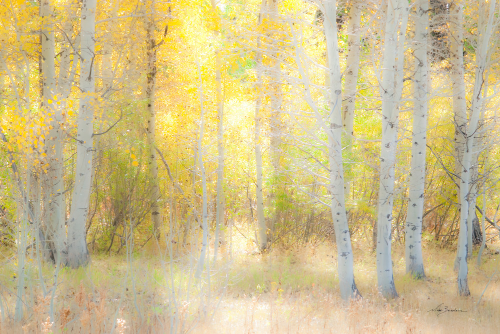 Impressionistic Fall Aspen In Sunlight I Photography Art | Niobe Burden Fine Art Photography