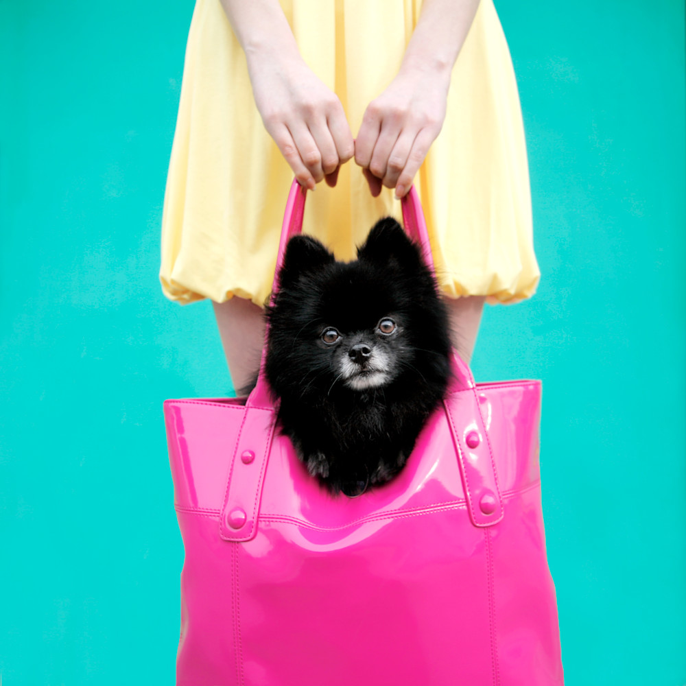 Doggy Bag Photography Art | Kelly Nicolaisen Photography 