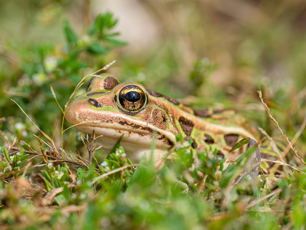 All Eyes - Leopard Frog