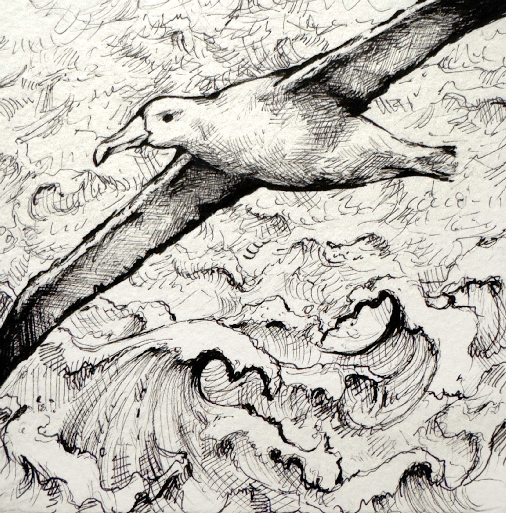Wandering Albatross Art | Meghan Taylor Art