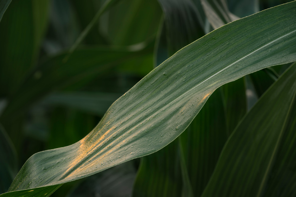 Corn Leaf #02