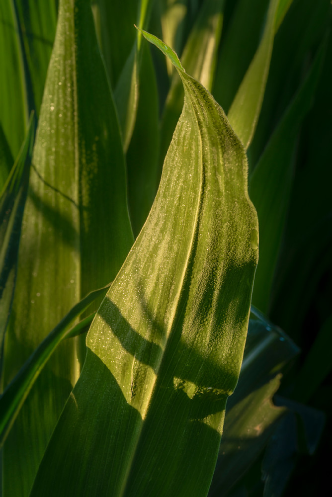 Corn Leaf #01