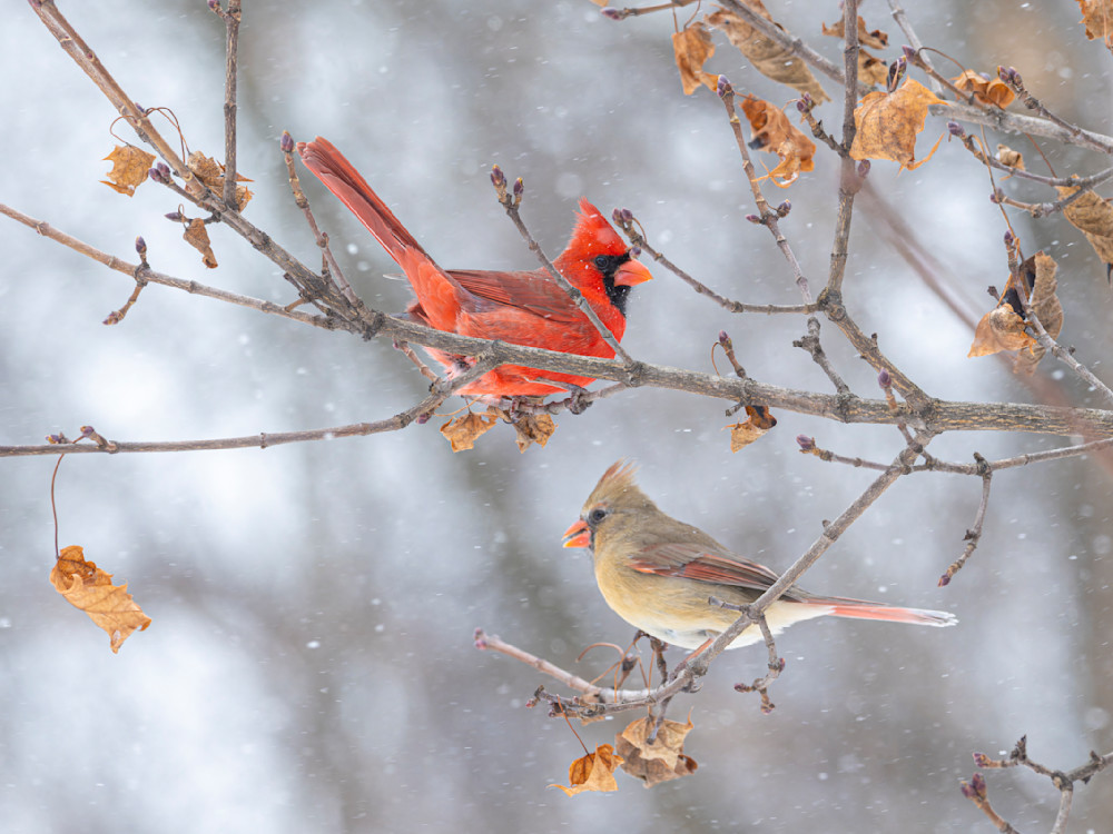 Cardinals in the snow