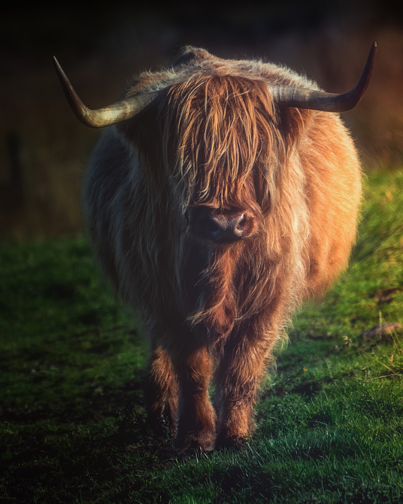 A Charming Coo In Scotland Photography Art | Raj Bose Photography