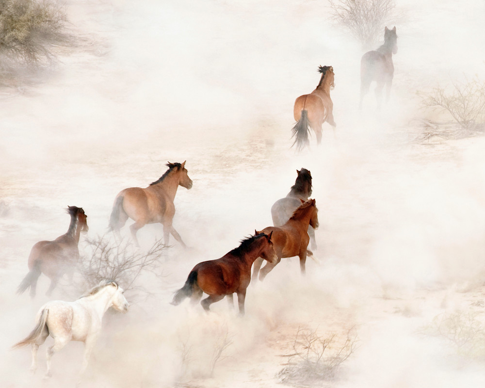 Wild Mustangs Photography Art | Images By Kesel