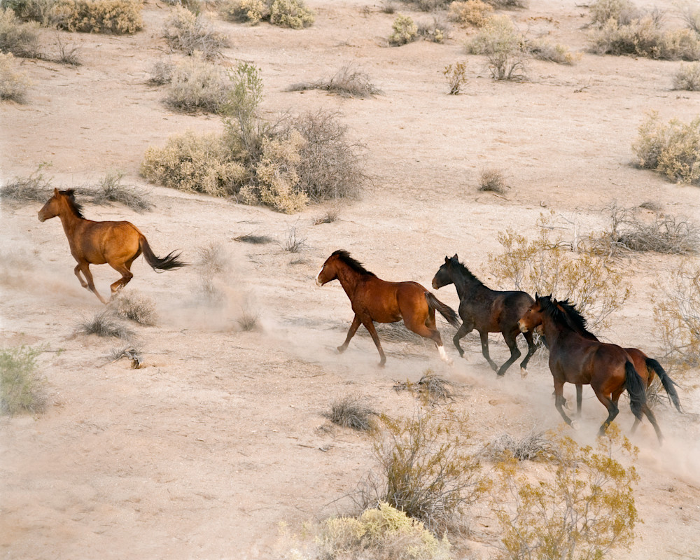 Wild Mustangs 4 Photography Art | Images By Kesel