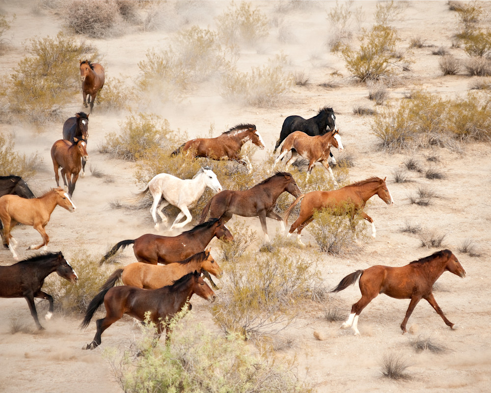 Wild Mustangs 3 Photography Art | Images By Kesel
