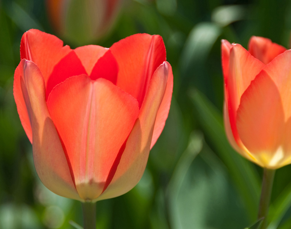 Boyce Tulips Photography Art | Images By Kesel