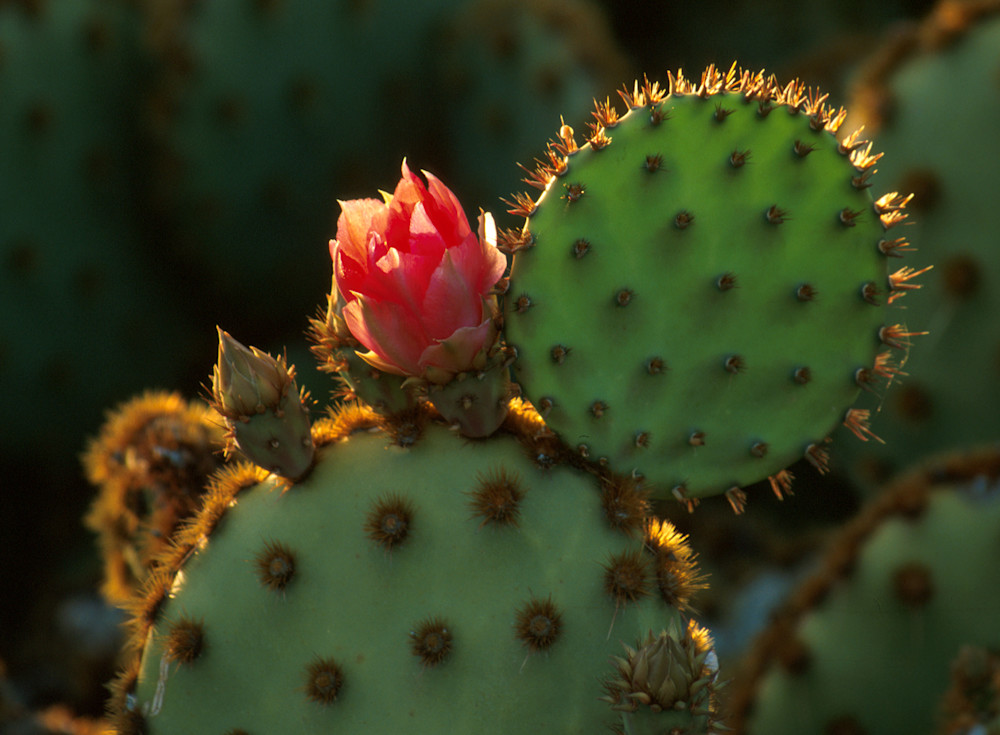 Coral Cactus Blossom Photography Art | Images By Kesel