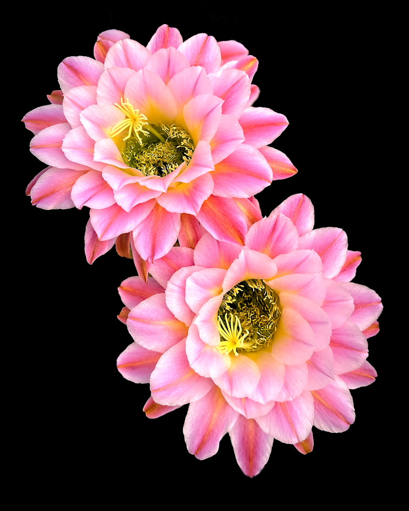 Pink Cactus Blossoms Photography Art | Images By Kesel