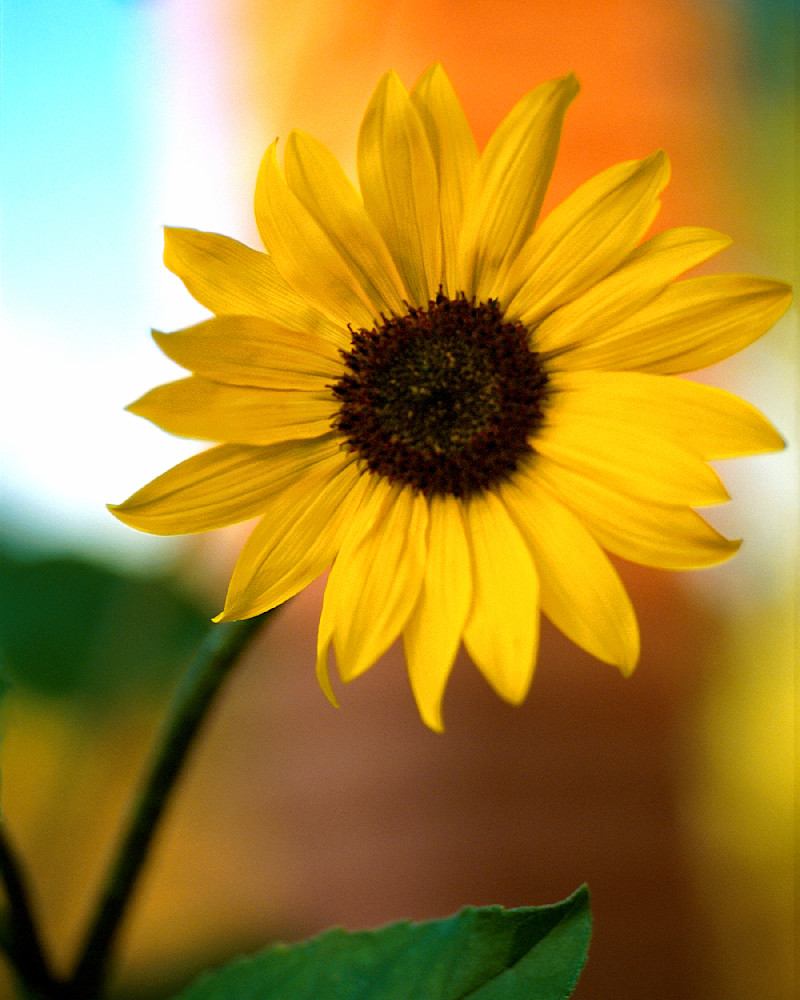 Sunflower At Lowry Ruin Photography Art | Images By Kesel