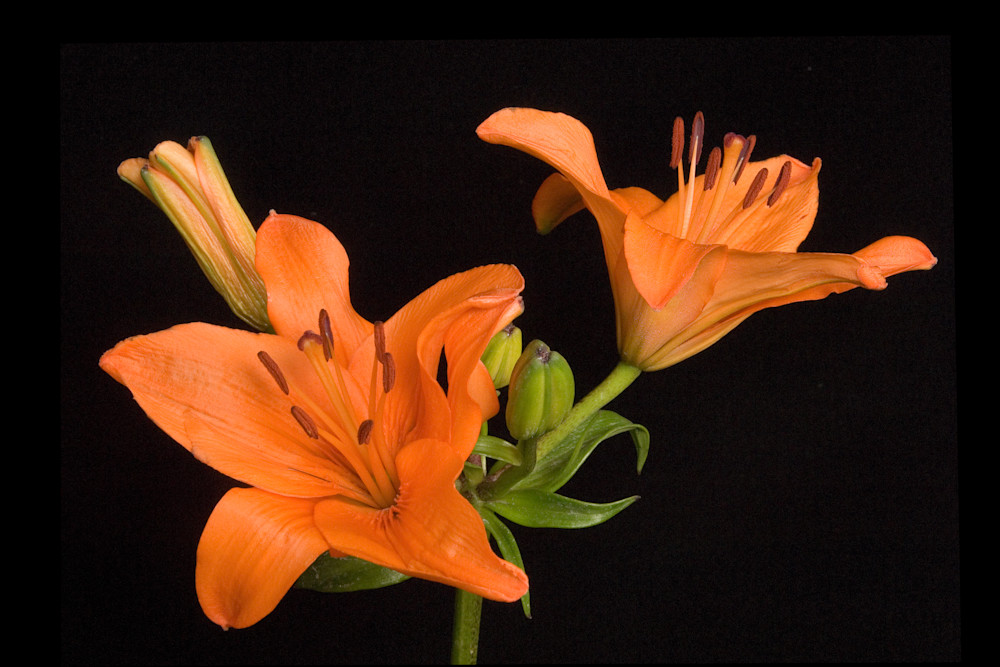 Tiger Lily Photography Art | Images By Kesel