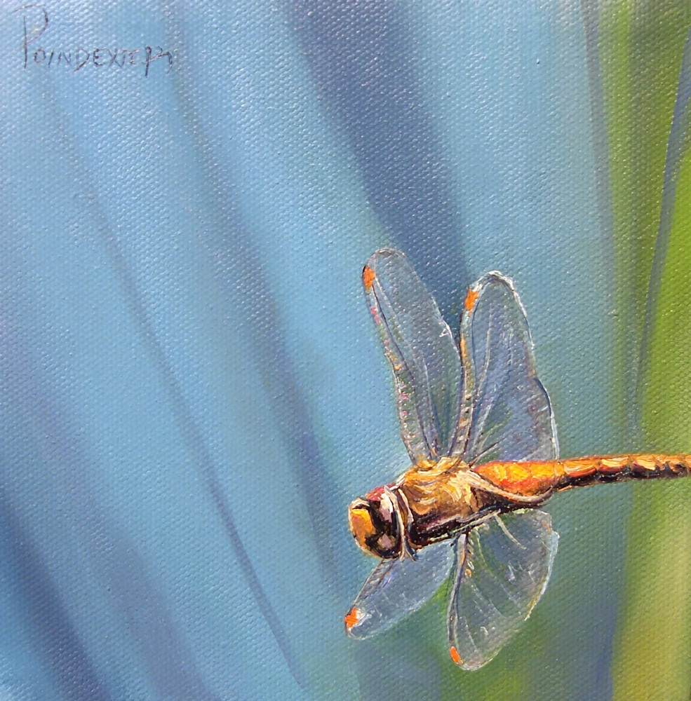 Flight | Modern Dragonfly Art by Dianna Poindexter