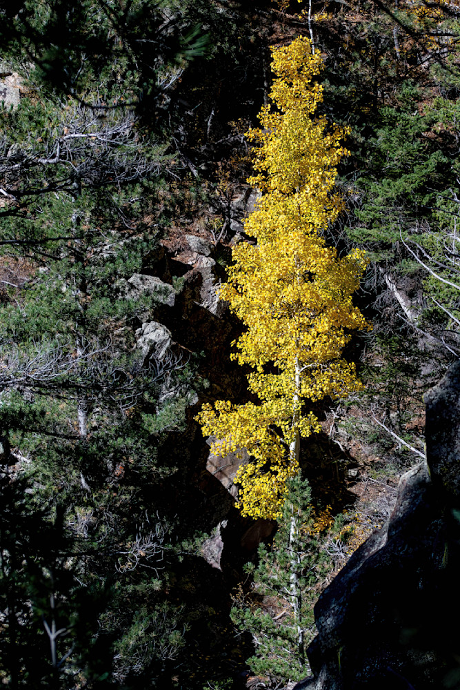 Lone Aspen Photography Art | davehatton