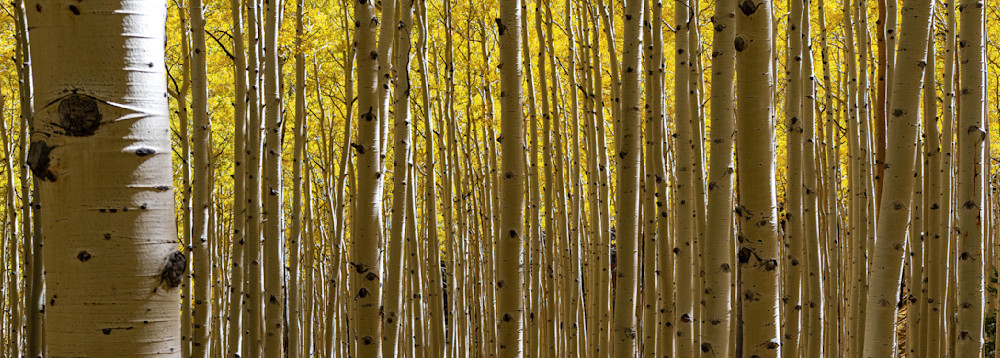 Seeing The Forest Through The Aspens Photography Art | davehatton