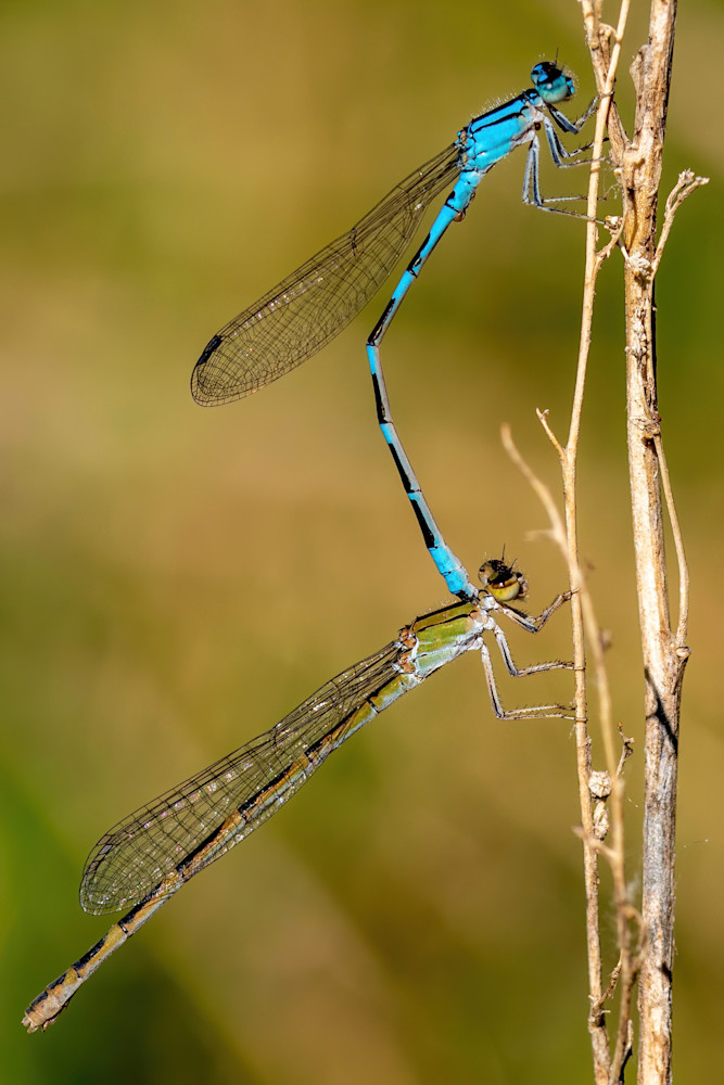 Male Bluet And Female Tule Bluet Photography Art | davehatton