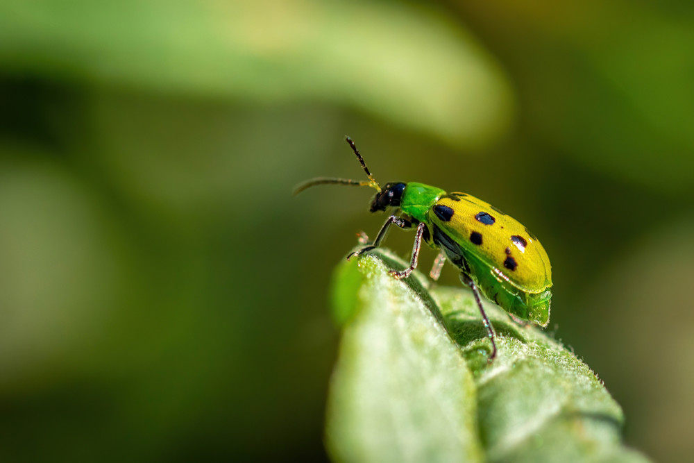 Western Spotted Cucumber Beetle Photography Art | davehatton