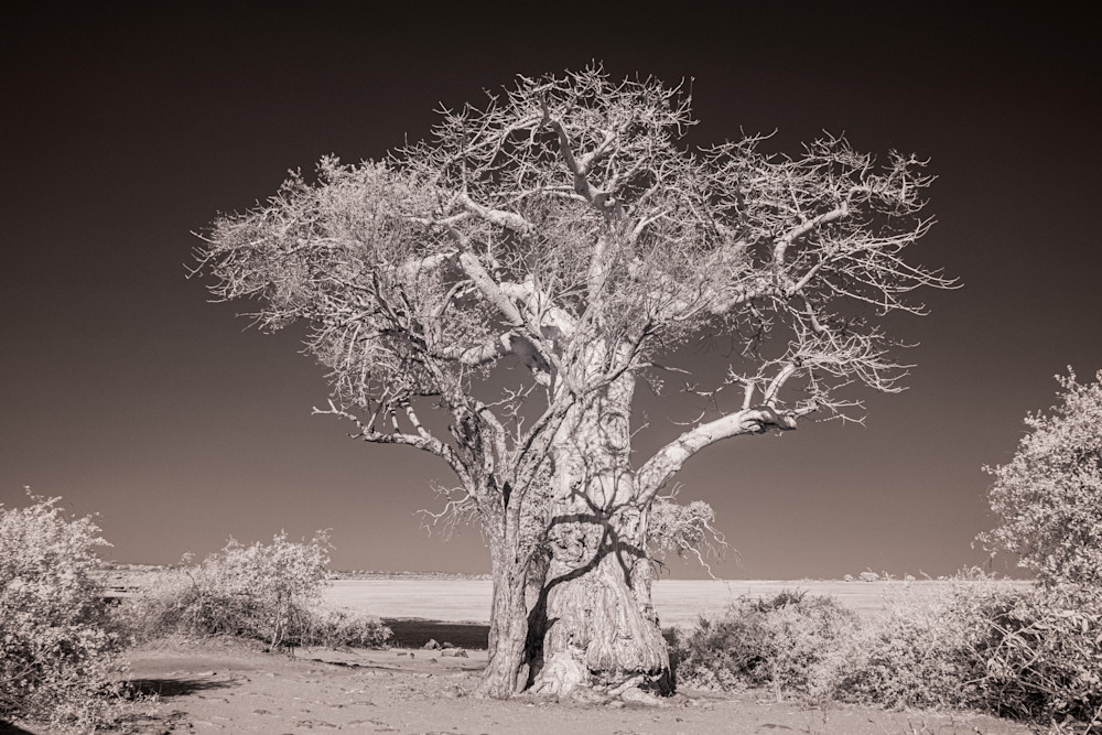 The Lonely Baobab Photography Art | membymaryanne.com