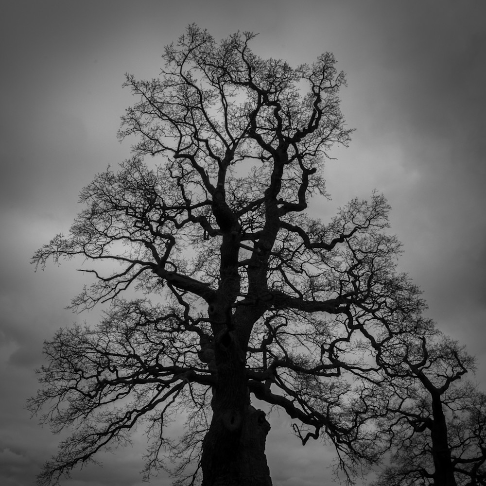 Blenheim Tree Photography Art | Susan Halpin