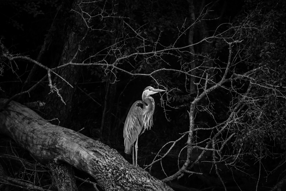 Black And White Heron  Photography Art | Susan Halpin