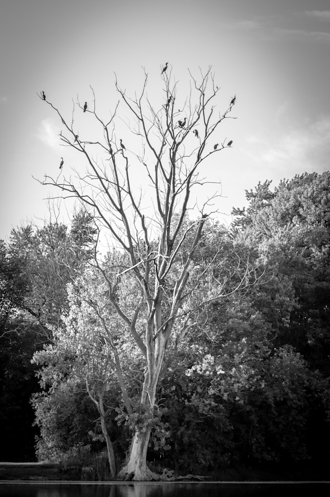 Tree With Birds Photography Art | Susan Halpin