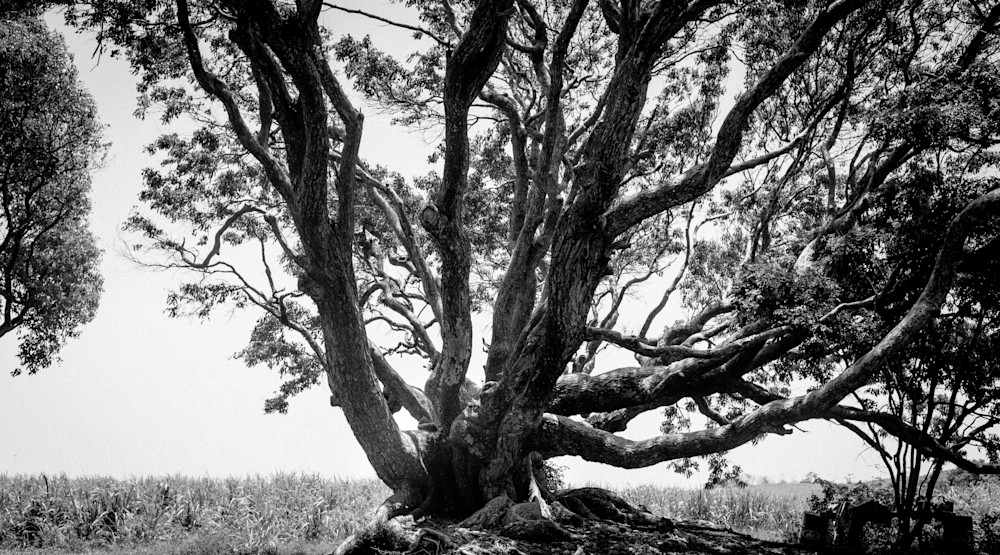 Barbados Tree Black And White Photography Art | Susan Halpin